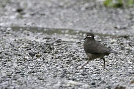 Olive-backed Quail-Dove