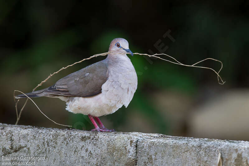 White-tipped Doveadult, Reproduction-nesting