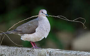 White-tipped Dove