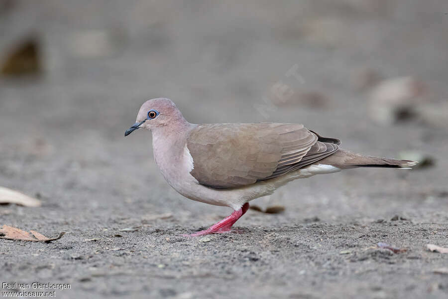 Colombe de Verreauxadulte, identification