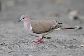 White-tipped Dove