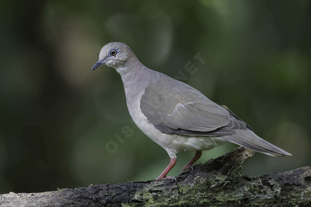 White-tipped Doveadult, identification