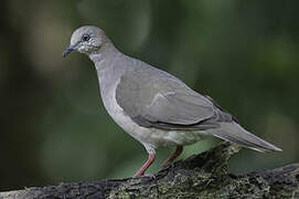 White-tipped Dove