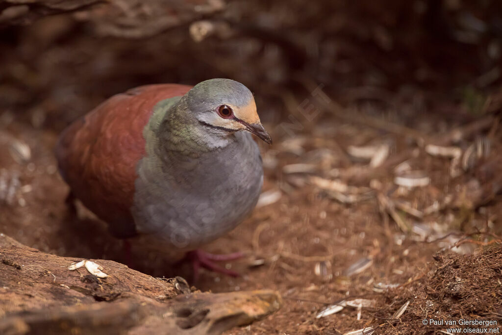 Buff-fronted Quail-Doveadult