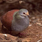 Colombe du Costa Rica