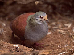 Buff-fronted Quail-Dove