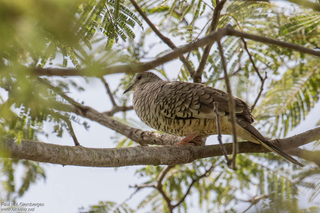 Colombe écaillée, habitat