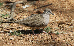 Inca Dove