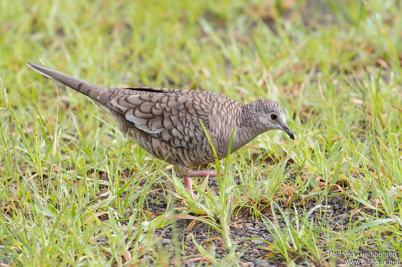 Colombe inca