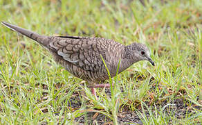 Inca Dove