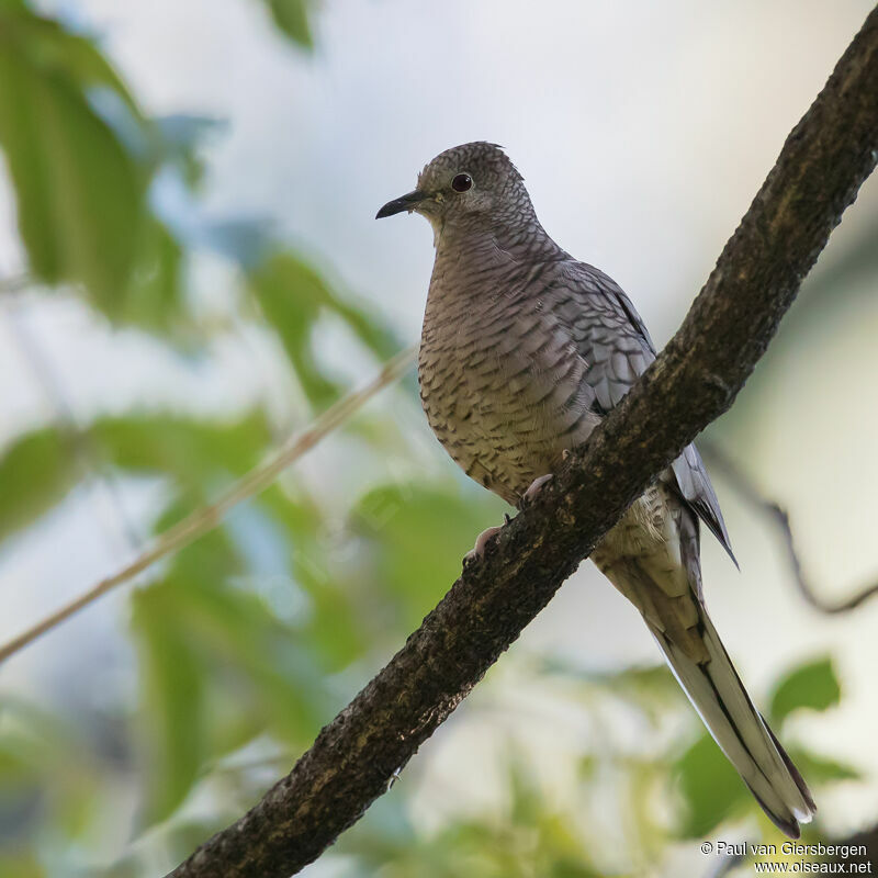 Inca Dove