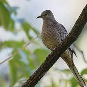 Inca Dove