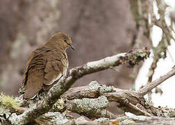 Picui Ground Dove