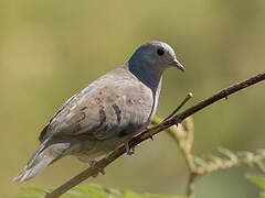 Plain-breasted Ground Dove