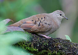 Ruddy Ground Dove