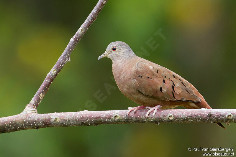 Ruddy Ground Dove