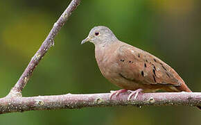 Ruddy Ground Dove