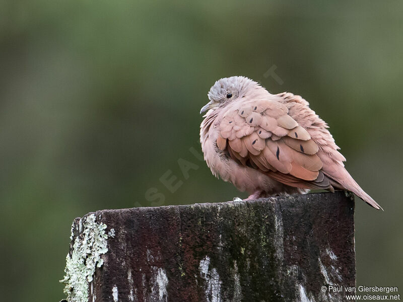 Ruddy Ground Dove