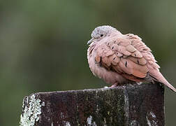 Ruddy Ground Dove