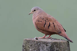 Ruddy Ground Dove