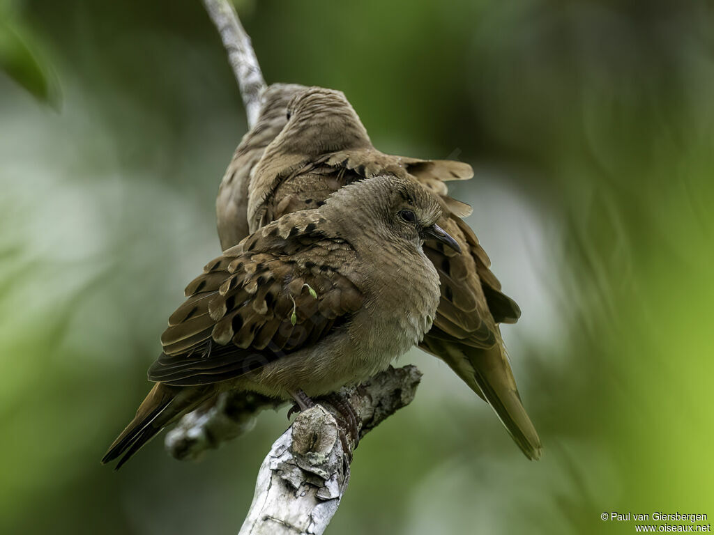 Ruddy Ground Doveadult