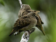 Ruddy Ground Dove