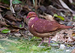 Colombe rouviolette