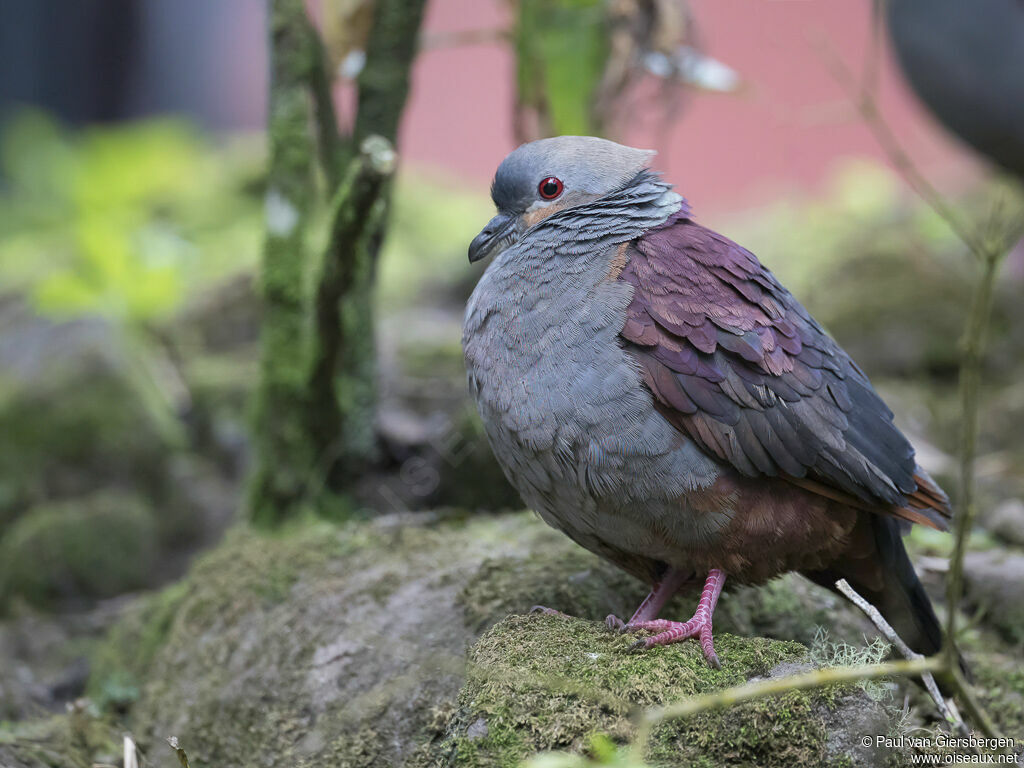 Colombe versicoloreadulte