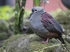 Crested Quail-Dove