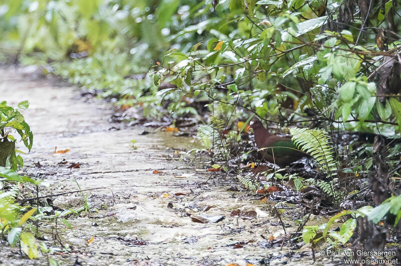 Stephan's Emerald Dove