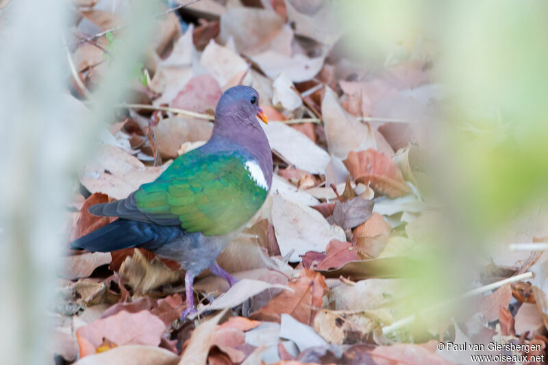 Pacific Emerald Dove