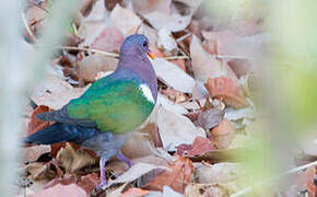 Pacific Emerald Dove