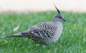 Crested Pigeon