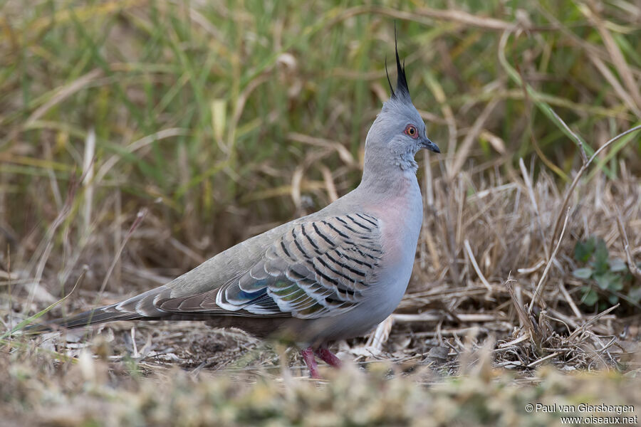 Crested Pigeonadult