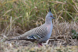 Crested Pigeon