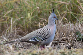 Crested Pigeon