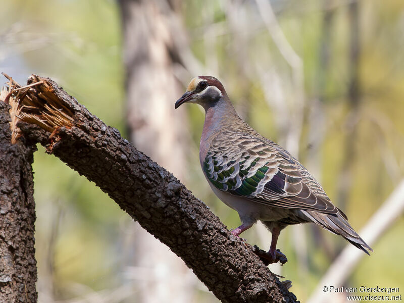 Common Bronzewing