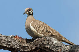 Squatter Pigeon