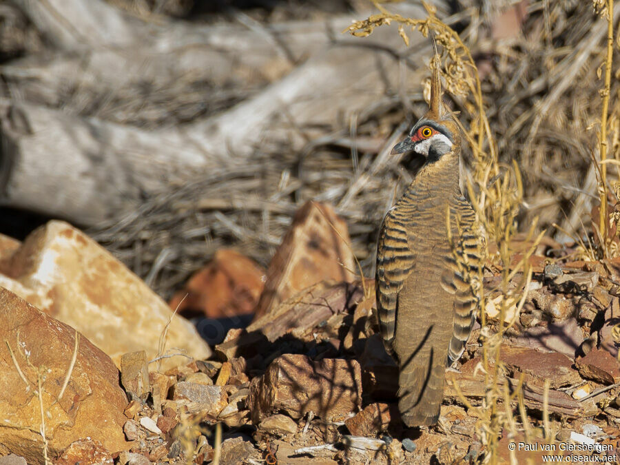 Colombine plumifèreadulte