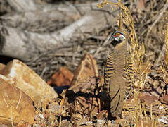 Spinifex Pigeon