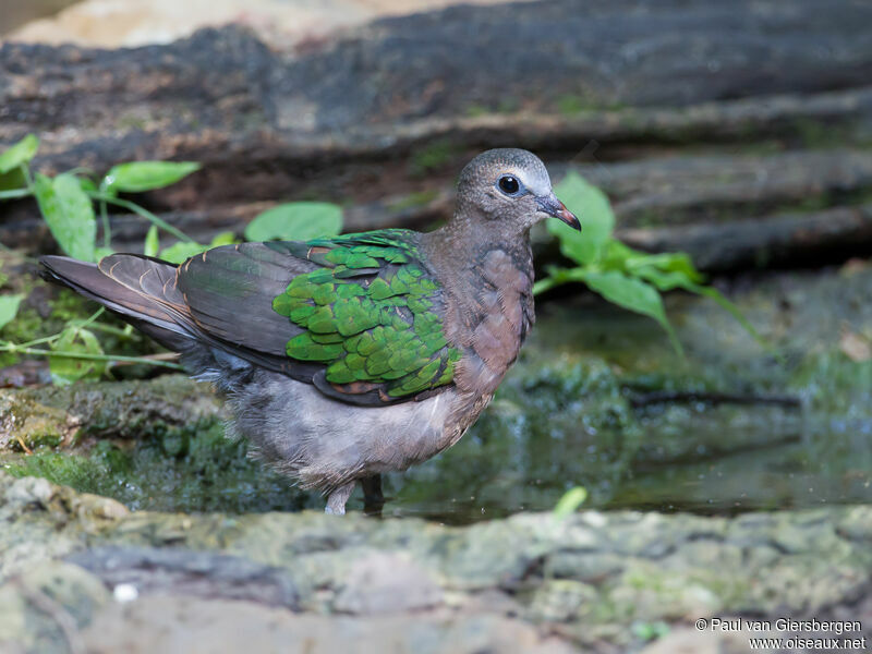 Common Emerald Dove