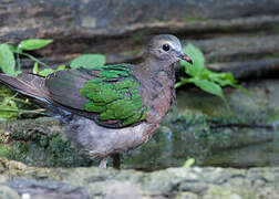 Common Emerald Dove