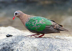 Common Emerald Dove