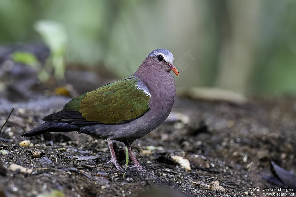 Common Emerald Doveadult