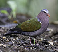 Common Emerald Dove