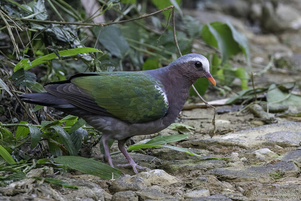 Common Emerald Doveadult