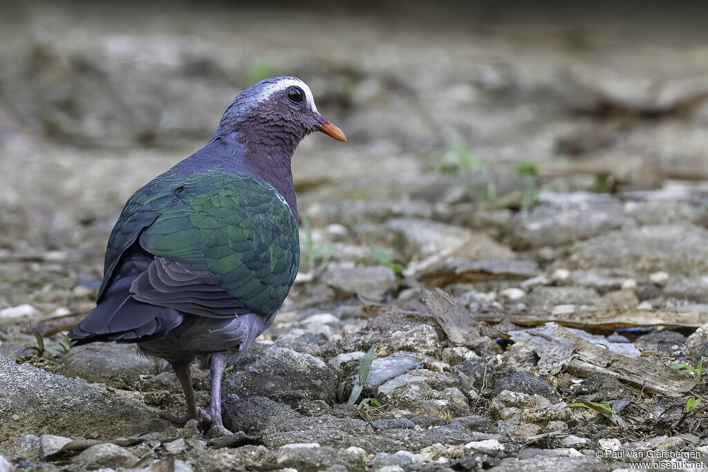 Common Emerald Doveadult