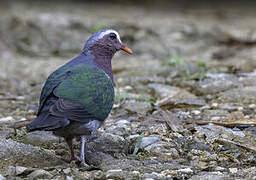 Common Emerald Dove