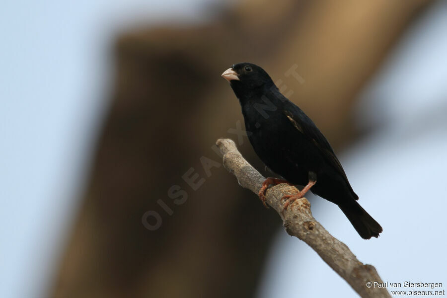 Wilson's Indigobird male adult