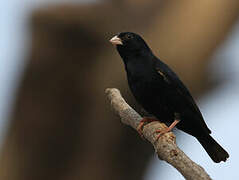 Wilson's Indigobird